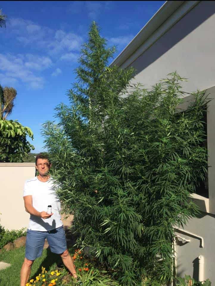 Giant cannabis plant information